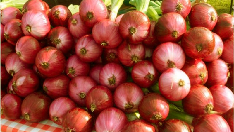 পাইকারি বাজারে দাম কমছে পেঁয়াজের