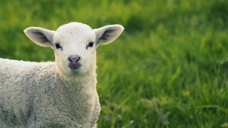 ভেড়ার মাংসে পাওয়া গেছে অ্যান্টি অক্সিডেন্ট: গবেষণা