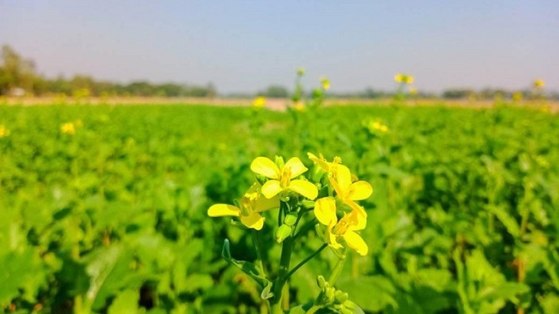 ব্রাহ্মণবাড়িয়ায় সরিষার বাম্পার ফলনের আশা
