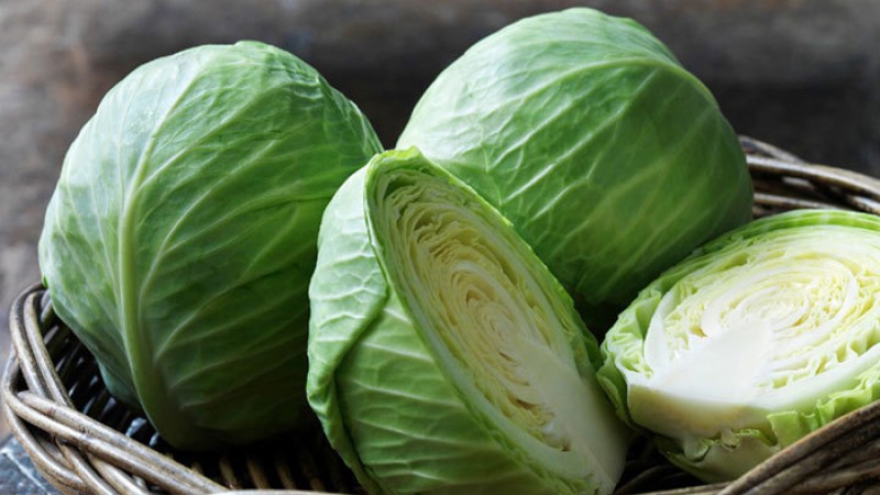 আজ বিশ্ব বাঁধাকপি দিবস