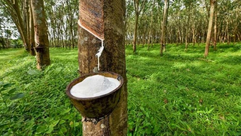 কম্বোডিয়ার প্রাকৃতিক রাবার রফতানি বেড়েছে