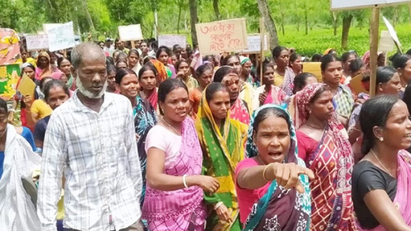 মজুরি বৃদ্ধির দাবিতে আজও চলছে চা শ্রমিকদের ধর্মঘট