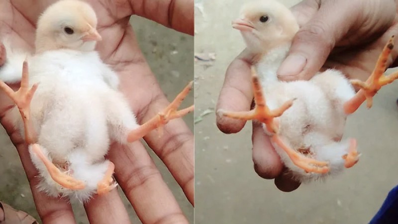 চার পা নিয়ে ফুটল মুরগির বাচ্চা!