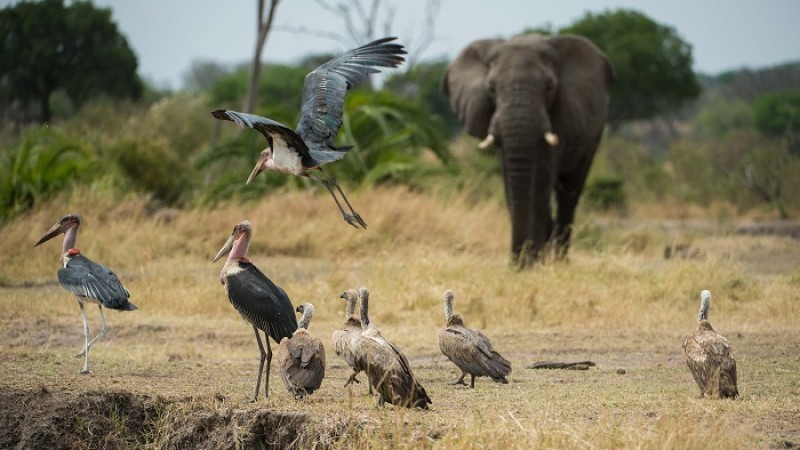 সংরক্ষিত অঞ্চলও সর্বক্ষেত্রে রক্ষা করছে না বন্যপ্রাণী