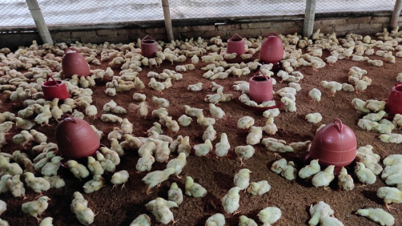 বিষ দিয়ে মারা হলো এক হাজার মুরগির বাচ্চা