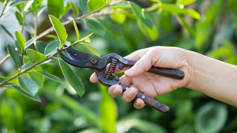 ফল গাছের শাখা-প্রশাখা ছাঁটাই করবেন কেন?