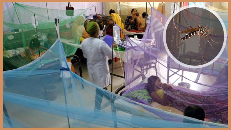 ডেঙ্গুতে আরও ৯১ জন আক্রান্ত হয়ে হাসপাতালে ভর্তি