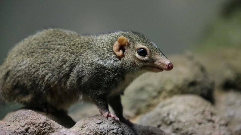 চীনে নতুন আতঙ্ক ল্যাঙ্গিয়া ভাইরাস