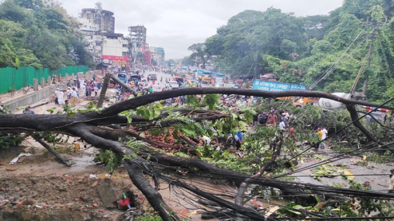 সিত্রাংয়ের তাণ্ডব : রাজধানীতে ভেঙে পড়া ২ শতাধিক গাছ অপসারণ