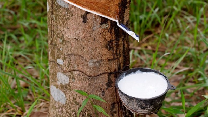 ত্রিপুরায় রাবার চাষে আগ্রহ কমছে