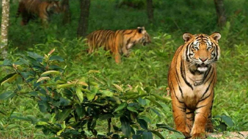 বাঘ রক্ষায় পিছিয়ে বাংলাদেশ