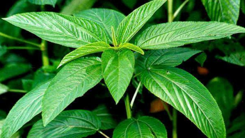 রোগ প্রতিরোধ ক্ষমতা বাড়াতে পাট শাক