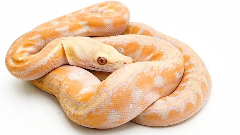 দীর্ঘদিন নিখোঁজ থাকার পর উদ্ধার ‘দুঃখী অজগর’