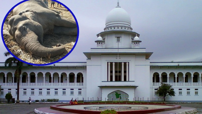 হাতি হত্যা বন্ধে দ্রুত পদক্ষেপ নিতে হাইকোর্টের নির্দেশ