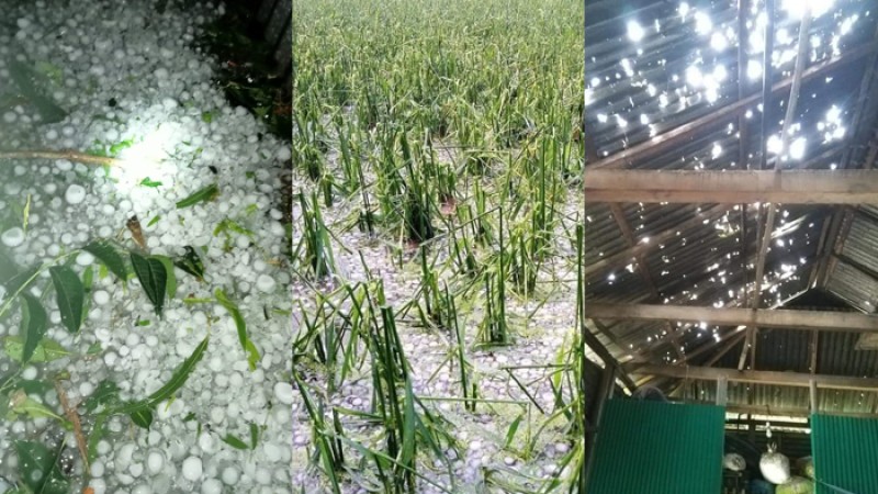 শেরপুরে ঝড়সহ শিলাবৃষ্টিতে বাড়িঘর ও ফসলের ব্যাপক ক্ষতি