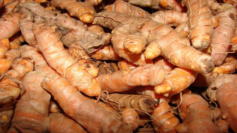 কেন রোজ নিয়ম করে কাঁচা হলুদ খাবেন