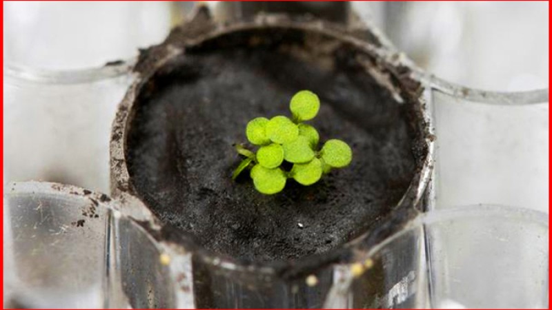 চাঁদের মাটিতে চারাগাছ গজালো