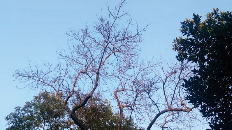 ছত্রাকের আক্রমণে কলকাতায় মারা যাচ্ছে নিম গাছ