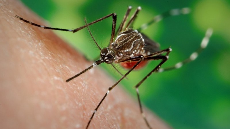 ডেঙ্গু থেকে বাঁচতে যা যা করবেন