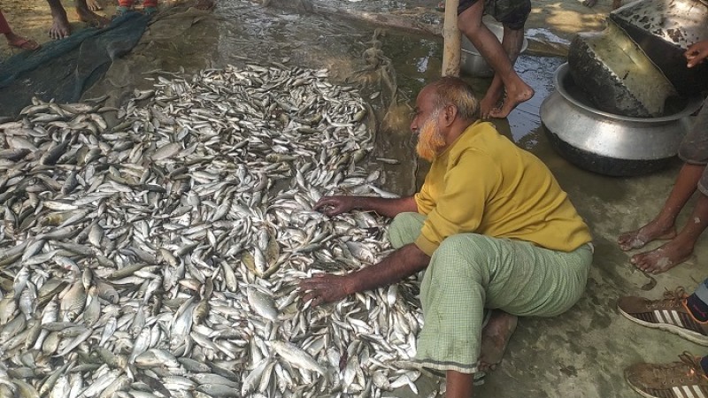 পুকুরে বিষ দিয়ে ১৩ মণ মাছ নিধনের অভিযোগ