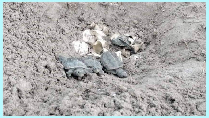 সুন্দরবনে বিলুপ্তপ্রায় কচ্ছপের ডিম থেকে ৩৩ বাচ্চার জন্ম