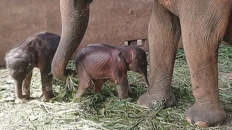 ৮০ বছর পর জন্ম নিল যমজ হাতি শাবক!