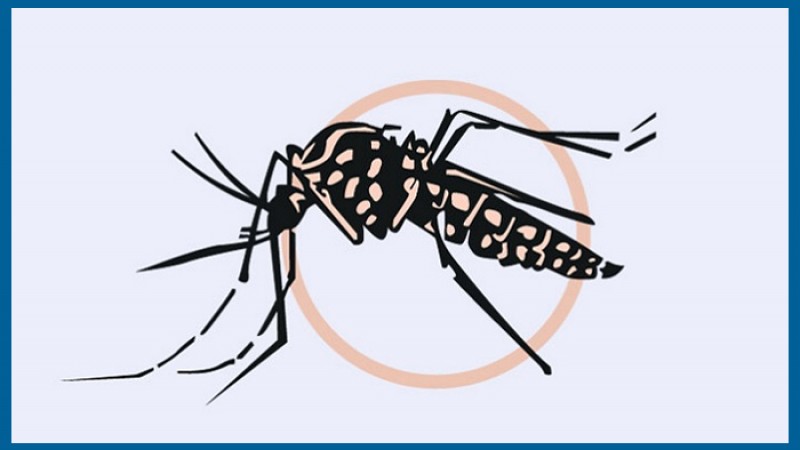 ডেঙ্গু নিয়ে হাসপাতালে আরও ২১৯ জন, মৃত্যু ২