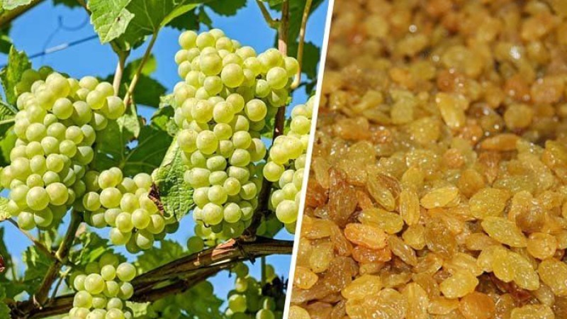 আঙুর নাকি কিশমিশ, স্বাস্থ্যের জন্য কোনটি বেশি উপকারী