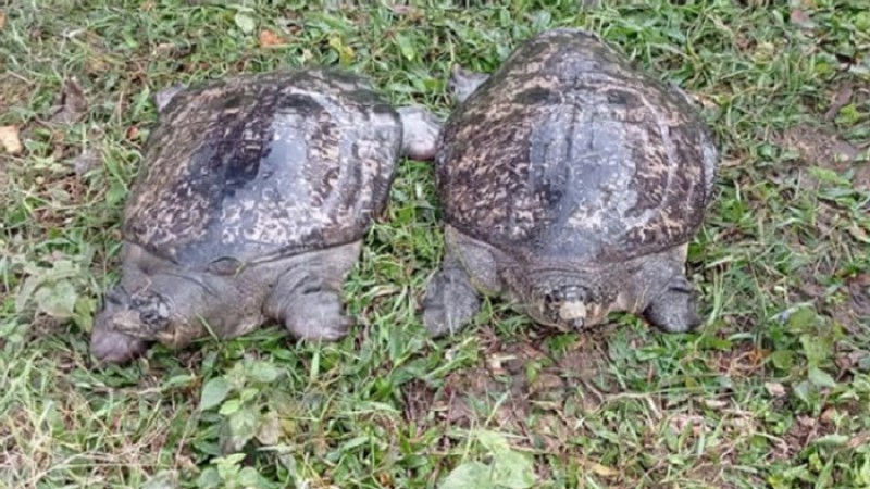 বিরল প্রজাতির ২টি ‘ধুম কাছিম’ অবমুক্ত