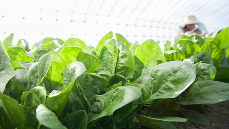 কুমিল্লায় কৃষি ও শিল্প সেক্টরে বহুমুখী কাজ