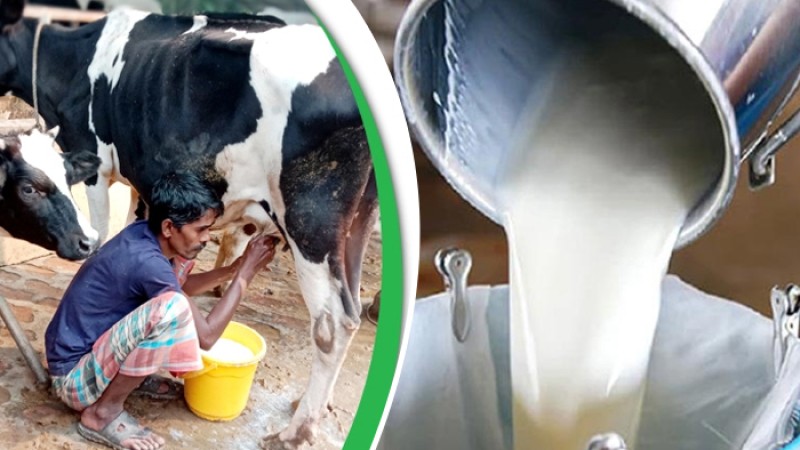 এক বছরে দুধের উৎপাদন বেড়েছে ১৩ লাখ মেট্রিক টন