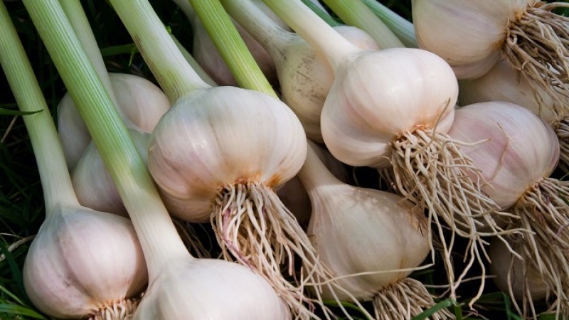 বেড়েছে আমদানি করা আদা-রসুনের দাম