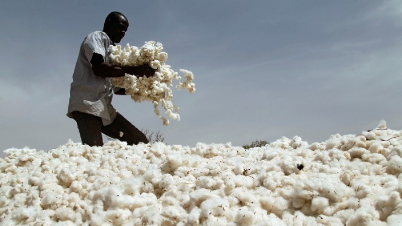 ভারতে তুলা উৎপাদন ১৫ শতাংশ বাড়ার আভাস