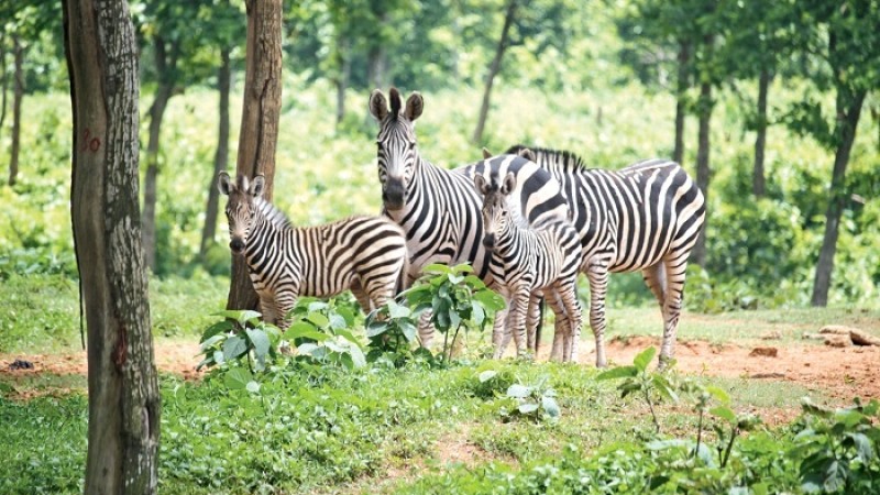 সাফারি পার্কে জেব্রার খাবারে সিসার উপস্থিতি পাওয়া গেছে