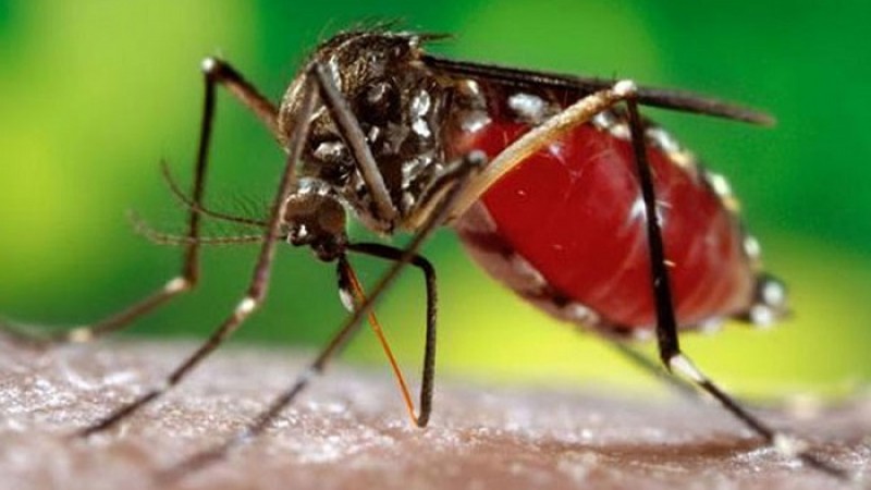 ডেঙ্গুতে নতুন করে আরও ২২১ জন হাসপাতালে ভর্তি