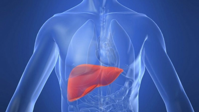 লিভার পরিষ্কার করে যেসব খাবার