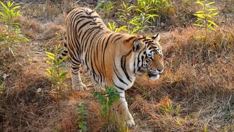 সুন্দরবনে শুরু হচ্ছে বাঘ শুমারি