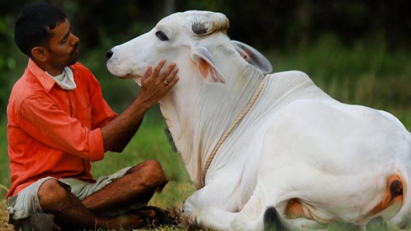 ভারতে ভালোবাসা দিবসে গরুকে জড়িয়ে ধরতে নোটিশ জারি
