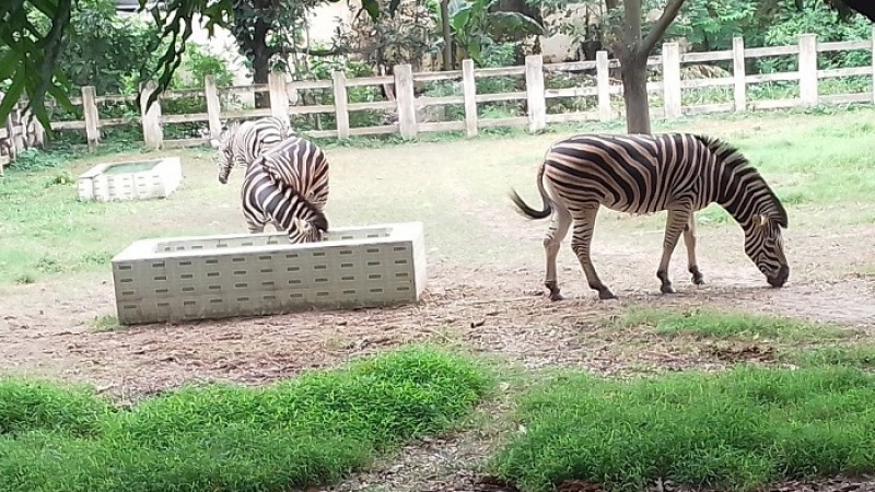 অনির্দিষ্টকালের জন্য মিরপুর ও রংপুর চিড়িয়াখানা বন্ধ