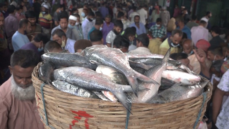 ভরা মৌসুমেও মোকামে ইলিশের দেখা নেই