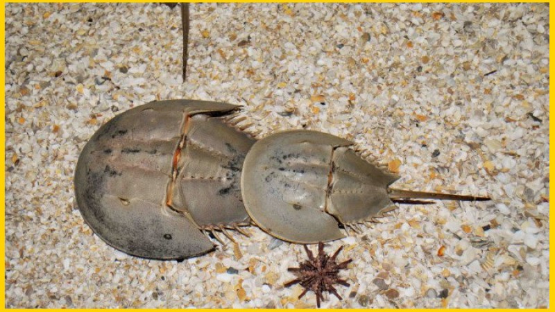 উদ্ধারের পর ৭ রাজ কাঁকড়া সাগরে অবমুক্ত