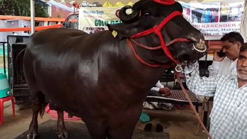 এক মহিষের দাম সাড়ে ১২ কোটি টাকা!