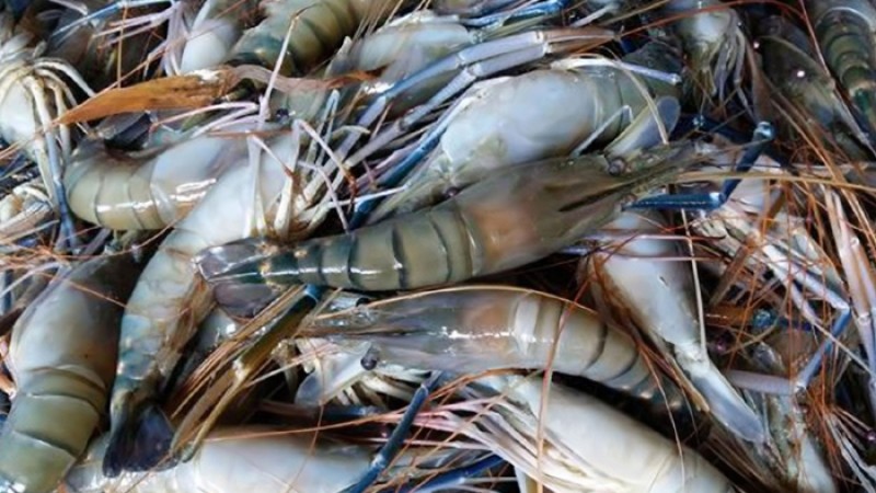 খুলনায় চিংড়িতে জেলি পুশ করার অপরাধে ডিপো সিলগালা