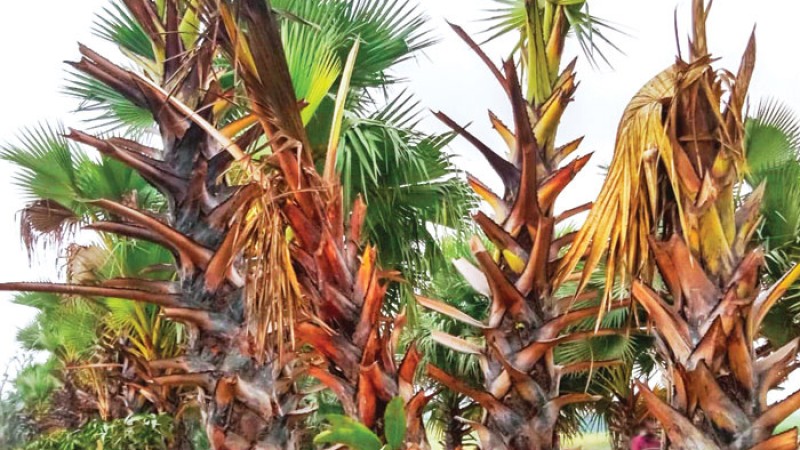 কীটনাশক পুশ করে অর্ধশত তালগাছ নিধন