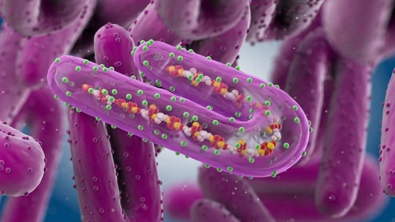 প্রাণঘাতী মারবার্গ ভাইরাস কী এবং কীভাবে ছড়ায়?