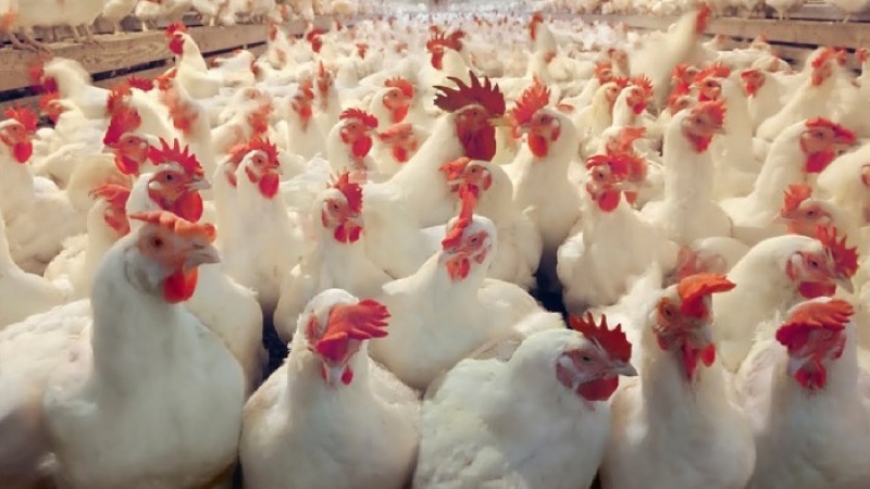 বার্ড ফ্লু থেকে নিরাপদে থাকতে বিশ্ব স্বাস্থ্য সংস্থার ১০টি পরামর্শ