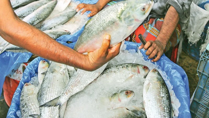 আড়াই হাজার মেট্রিক টন ইলিশ যাচ্ছে ভারতে