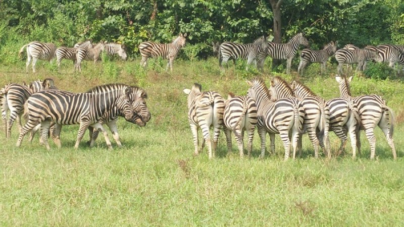 নিজেদের মারামারি ও ব্যাকটেরিয়া সংক্রমণে ৯ জেব্রার মৃত্যু!