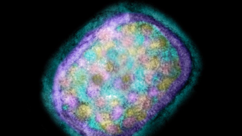 ভারতে প্রথম ‘মাঙ্কিপক্স’ রোগী শনাক্ত