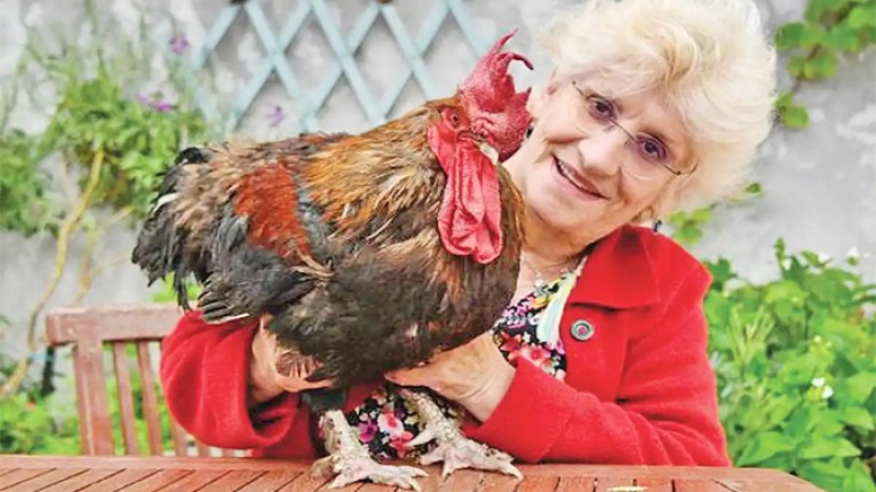 সারা দিন ডেকে ডেকে কান ঝালাপালা, মোরগের বিরুদ্ধে মামলা